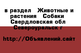  в раздел : Животные и растения » Собаки . Свердловская обл.,Североуральск г.